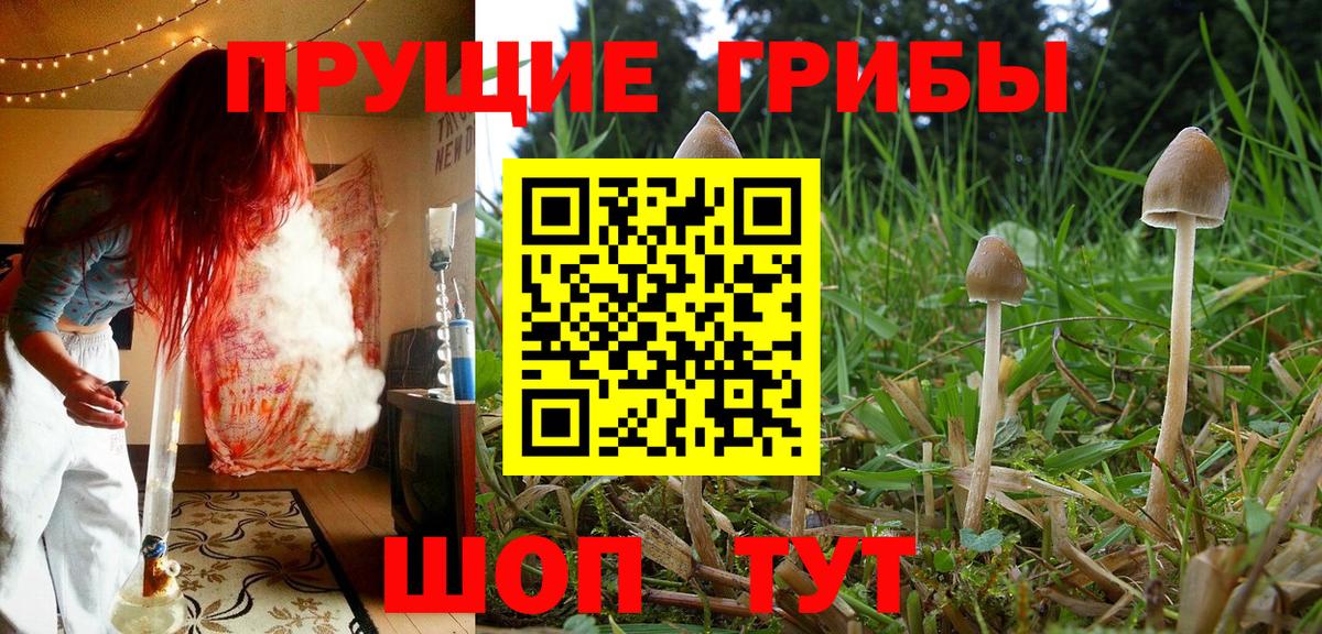 Псилоцибиновые грибы Psilocybe Гуково